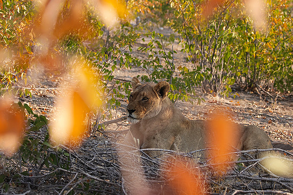 Ongava Private Reserve