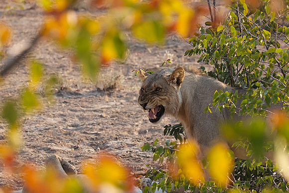Ongava Private Reserve