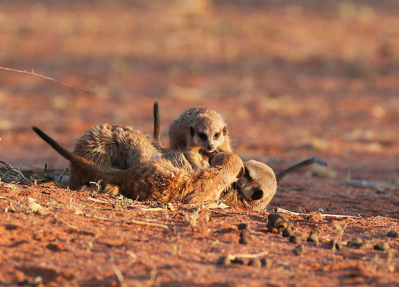 At Tswalu private game reserve