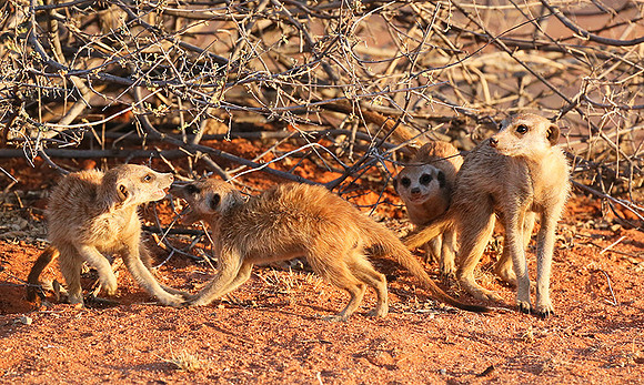 At Tswalu private game reserve