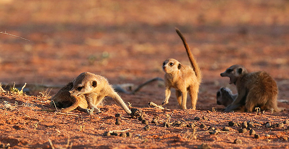 At Tswalu private game reserve