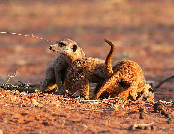 At Tswalu private game reserve