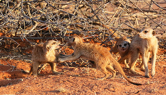 At Tswalu private game reserve