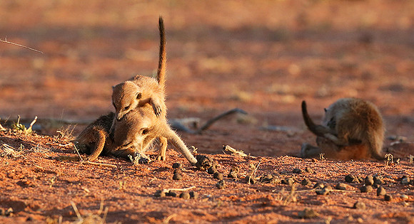 At Tswalu private game reserve