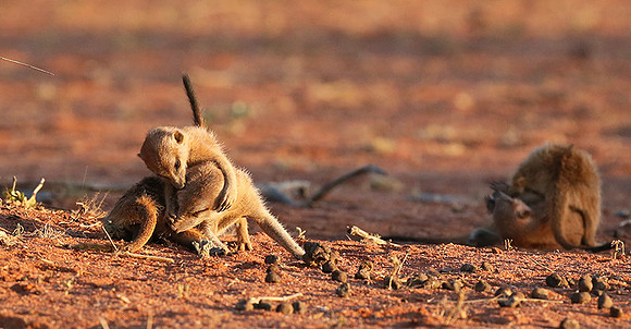 At Tswalu private game reserve