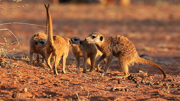 At Tswalu private game reserve