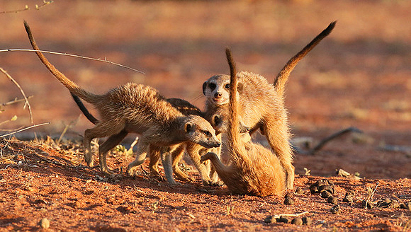 At Tswalu private game reserve