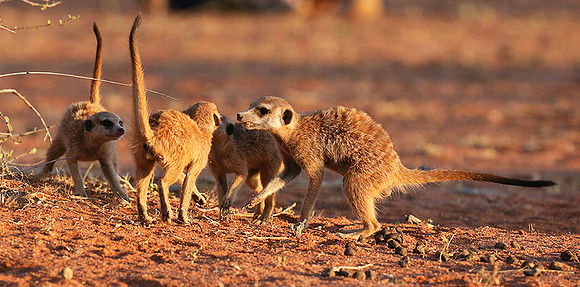 At Tswalu private game reserve
