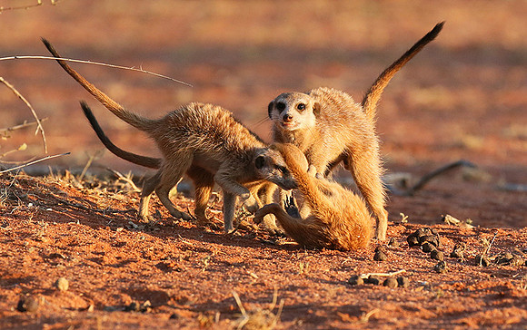 At Tswalu private game reserve