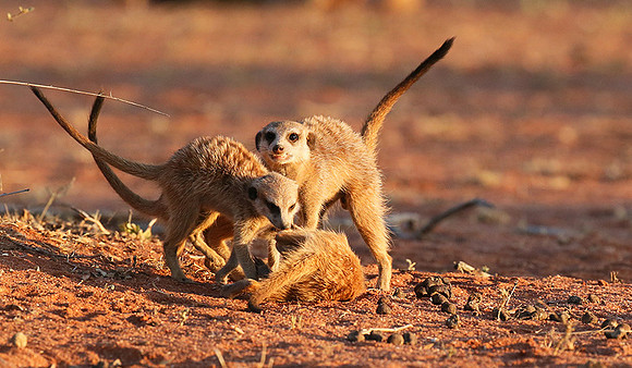 At Tswalu private game reserve