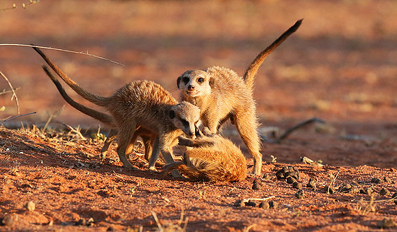 At Tswalu private game reserve