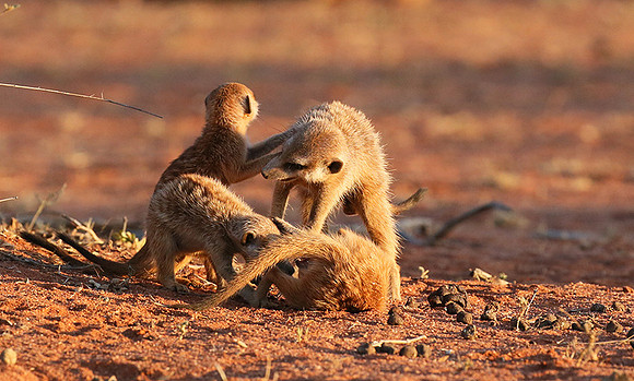 At Tswalu private game reserve