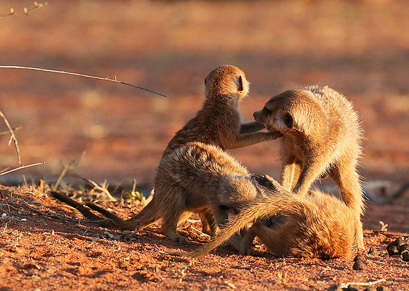 At Tswalu private game reserve