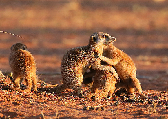 At Tswalu private game reserve