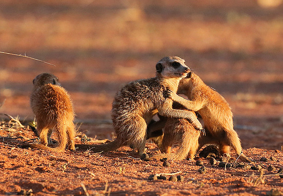 At Tswalu private game reserve