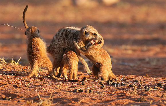 At Tswalu private game reserve