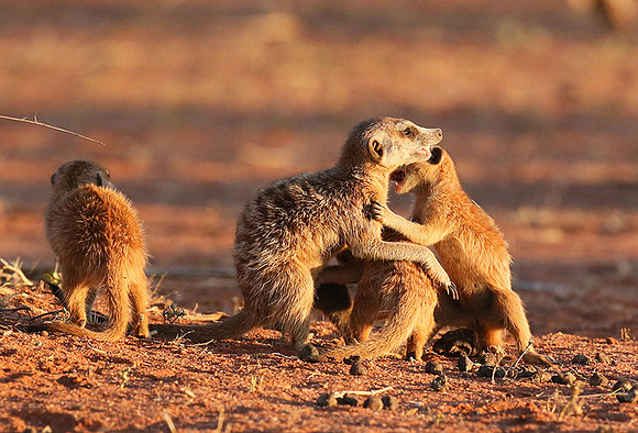 At Tswalu private game reserve