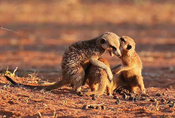 At Tswalu private game reserve