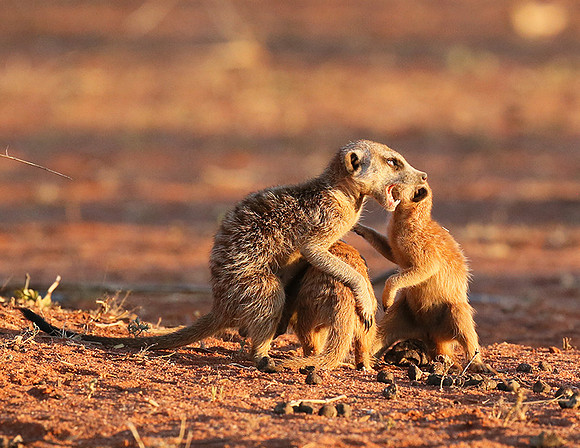 At Tswalu private game reserve