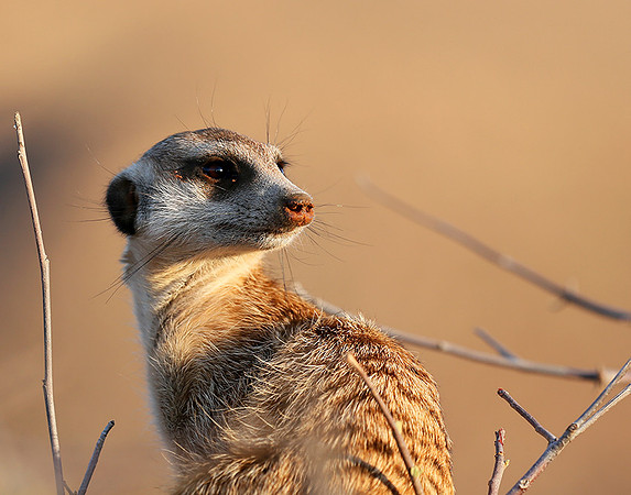 At Tswalu private game reserve