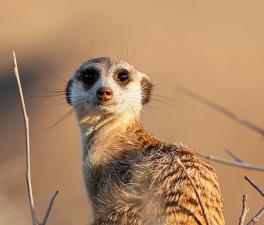 At Tswalu private game reserve