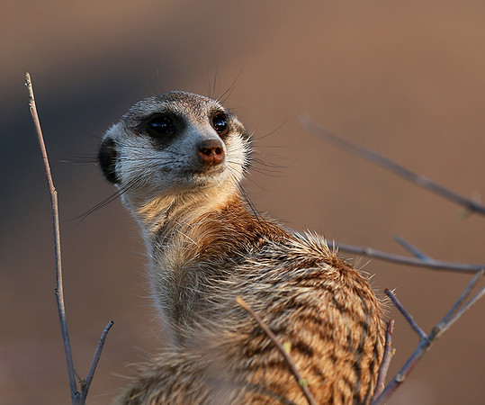 At Tswalu private game reserve