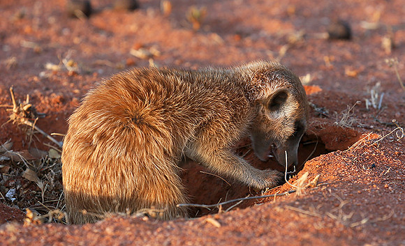 At Tswalu private game reserve