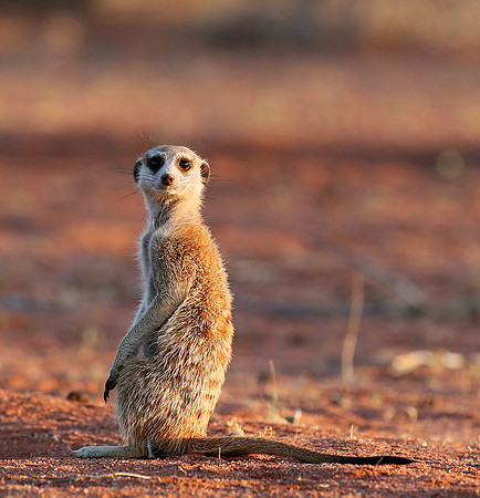 At Tswalu private game reserve