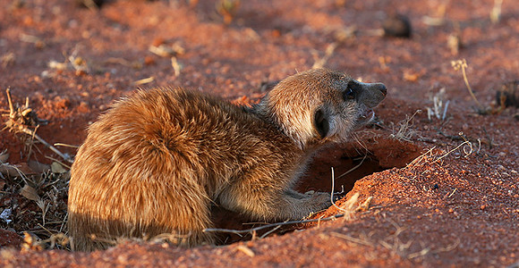 At Tswalu private game reserve