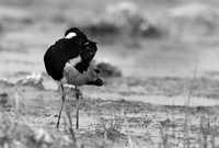Blacksmith lapwing - Onguma Private reserve