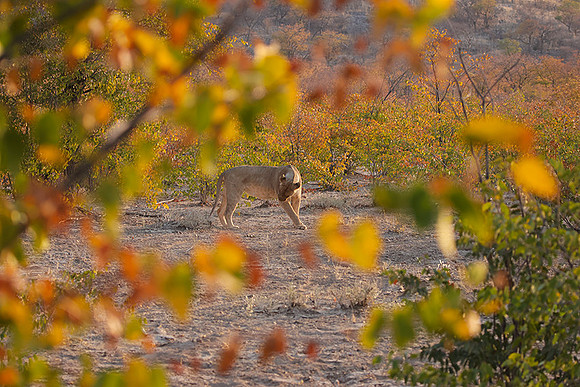 Ongava Private Reserve