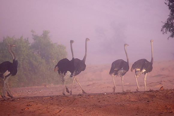 Damaraland