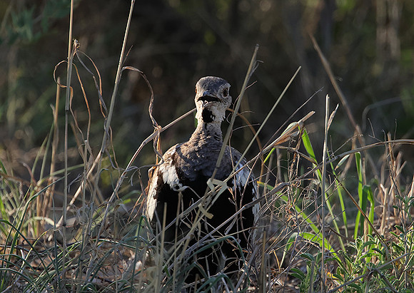 Red-crested korhaan - Nxai Pan