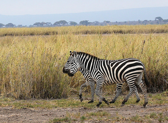 Amboseli National Park