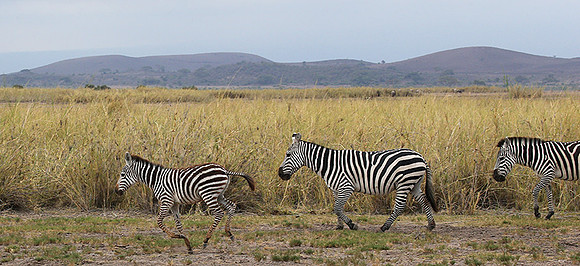 Amboseli National Park