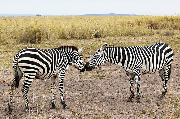 Amboseli National Park
