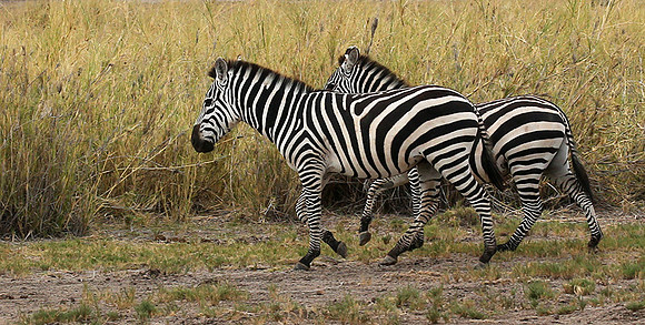 Amboseli National Park