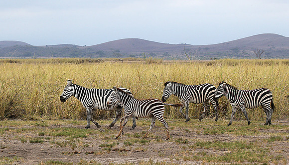 Amboseli National Park