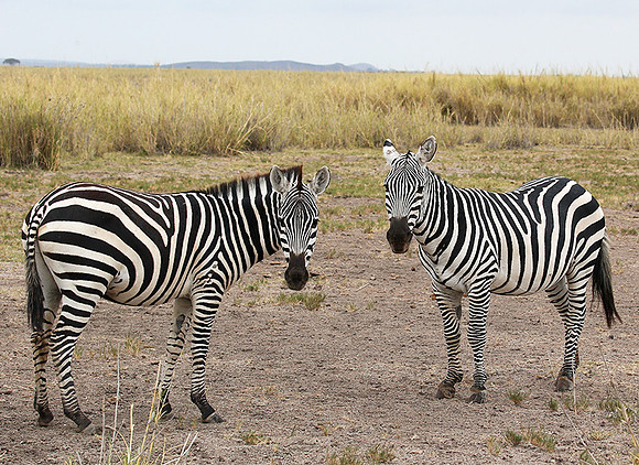 Amboseli National Park