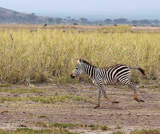 Amboseli National Park