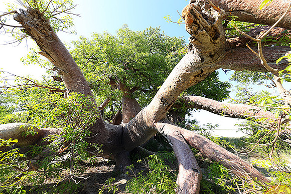 Botswana