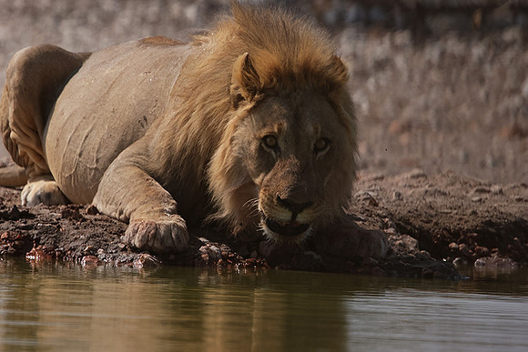 Ongava Private Reserve