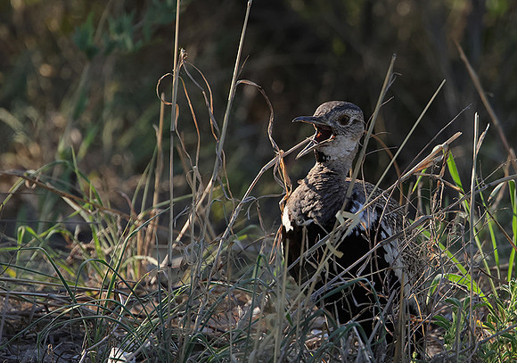 Red-crested korhaan - Nxai Pan