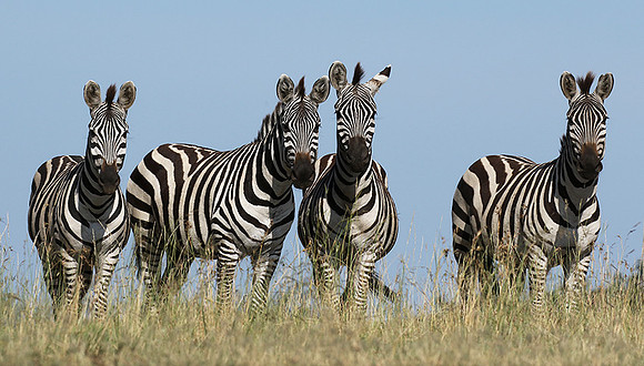 Serengeti - Grumeti Private Reserve