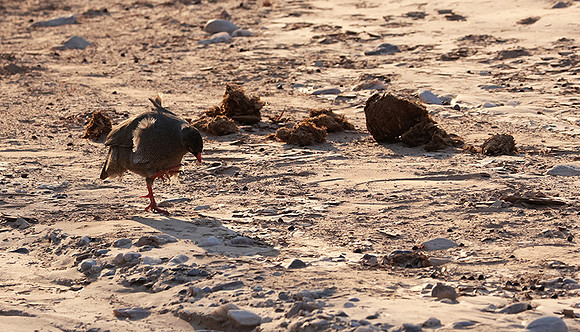 Red-billed spurfowl - Hoanib river bed