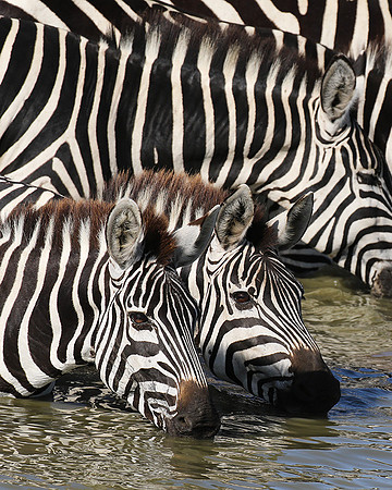 Serengeti - Grumeti Private Reserve