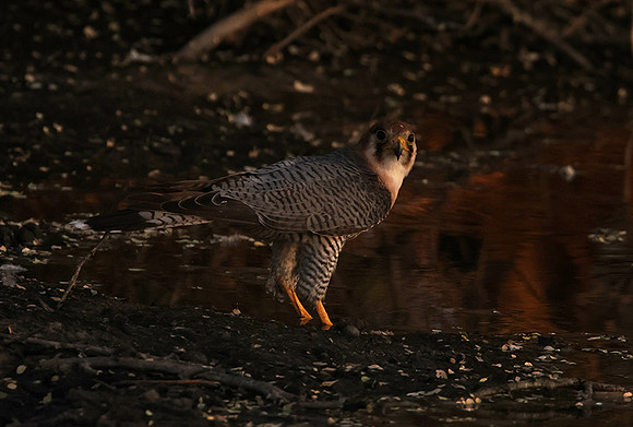 Red-necked falcon - Tau Pan