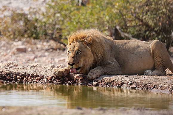 Ongava Private Reserve