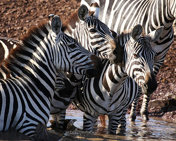 Serengeti - Grumeti Private Reserve