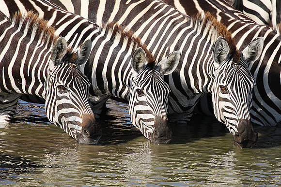Serengeti - Grumeti Private Reserve
